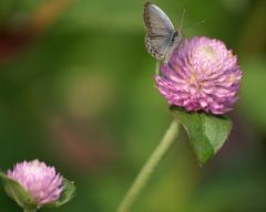 Tapeta Nature Flowers 221.jpg